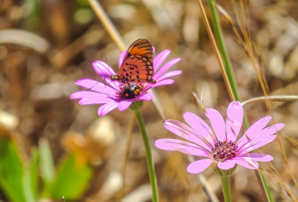 Elangeni flower and butterfly